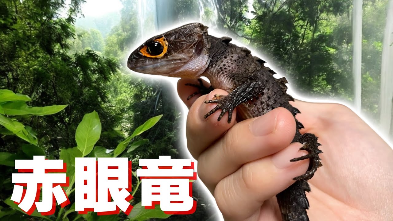 赤眼竜を2匹飼育し始めました！【アカメカブトトカゲ】