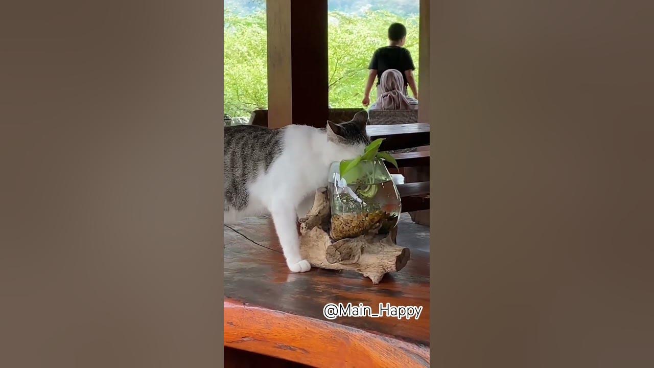 Haus nya Aku Kak... #song #love #anak #lagupopuleranakindonesia #laguanakbangsa Haus nya Aku Kak... #song #love #anak #lagupopuleranakindonesia #laguanakbangsa