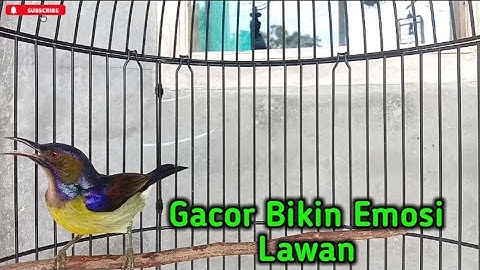 kolibri kelapa | manggar | wiceh | pancingan korlap gacor bikin emosi lawan langsung buka paruh