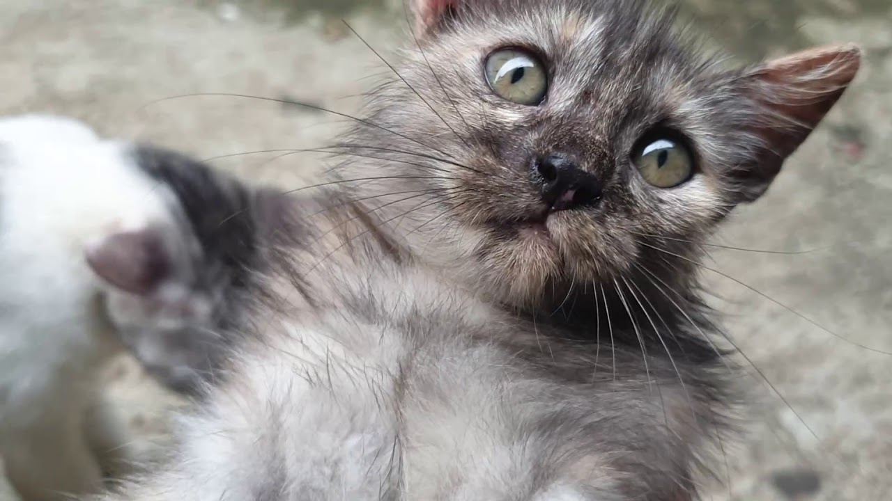 PART 51 : Kucing Kampung Kawin sama Kucing Persia ANAKNYA JADI KUCIIING