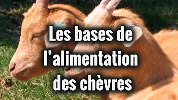 Comment Soigner La Gale D Oreille Du Chat