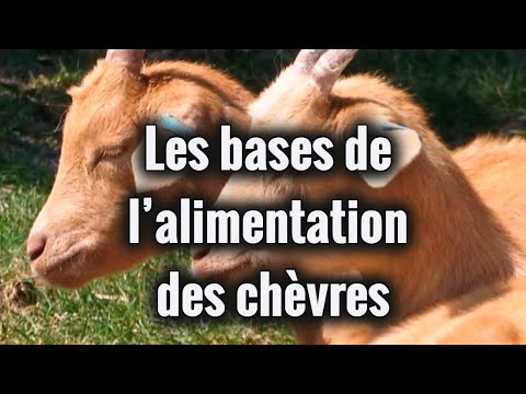 Vidéo: Comment Composer Le Régime D'une Chèvre