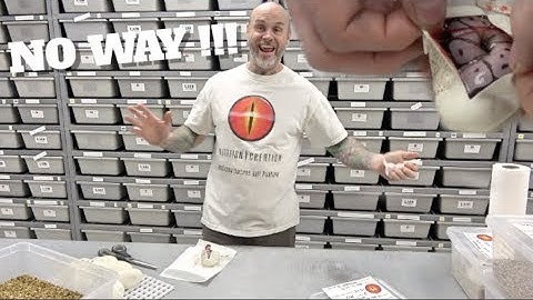 No Way !! Axanthic clowns!!?? Ball python Egg Cutting !!