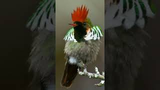 Born free - Matt Munro @funandlala