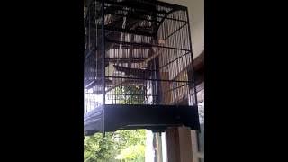 Suara Kicau Burung Botswana Masteran