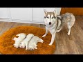 Husky and a Tiny Puppy Before Becoming Friends