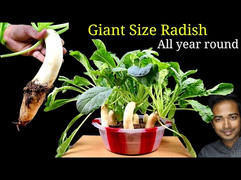 How to grow GIANT Radish at home from seeds | Seed to Harvest