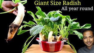 How to grow GIANT Radish at home from seeds | Seed to Harvest