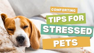 Comforting Tips for Stressed Pets