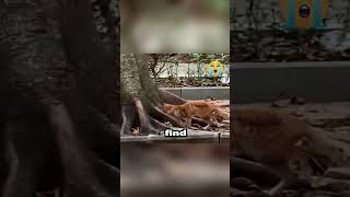 The Last 30 Seconds Of A Stray Cats Life