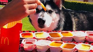Husky Reviews McDonalds Sauces by HUNGRY HUSKY PACK 894 views 3 years ago 1 minute, 20 seconds