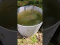 How to control mosquitoes in your yard garden  mosquito dunk test