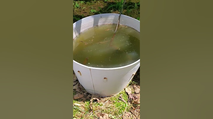 How to control mosquitoes in your yard, garden - mosquito dunk test