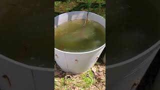 How to control mosquitoes in your yard, garden - mosquito dunk test screenshot 3
