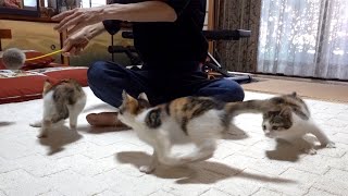 This is exactly the cat's highspeed merrygoround!