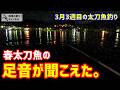 太刀魚始まる！春太刀魚の足音が聞こえた。3月3週目の太刀魚釣り。