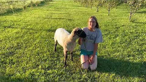 Doorcountydailyn...  Virtual Animal Sale: Rachel W...