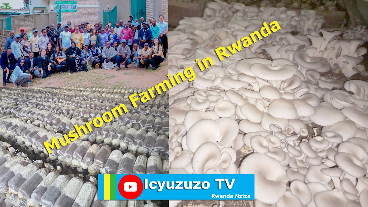 Menya byinshi kubuhinzi bw'ibihumyo buteye imbere n'uko wabushoramo imari 