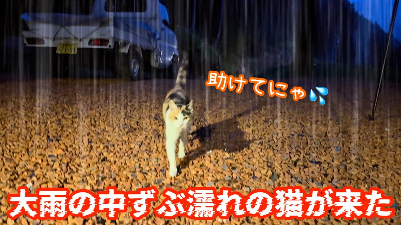 A Drenched Cat Appeared While I Was Solo Camping in Torrential