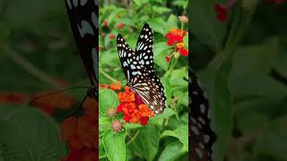 Butterfly is Fluttering on Flower for Pollans Royalty Free Video 1