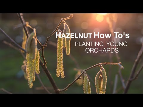 Planting Hazelnut Trees