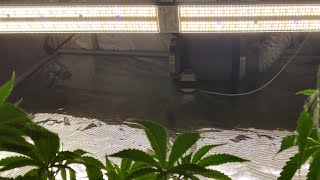**BRAND NEW** MARS-HYDRO SP250!! Let's grow!!!