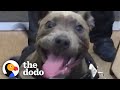 Tiny Pittie Puppy Turns Into A Wild Meatball | The Dodo Pittie Nation