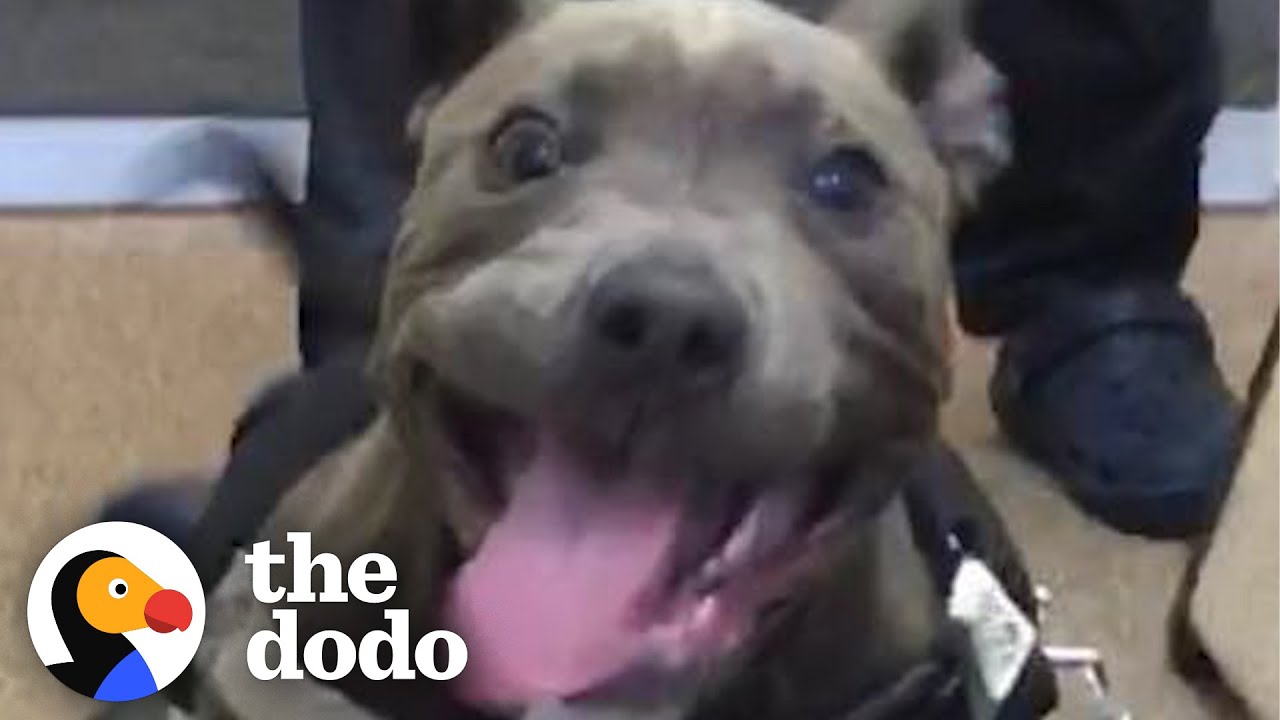 ⁣Tiny Pittie Puppy Turns Into A Wild Meatball | The Dodo Pittie Nation