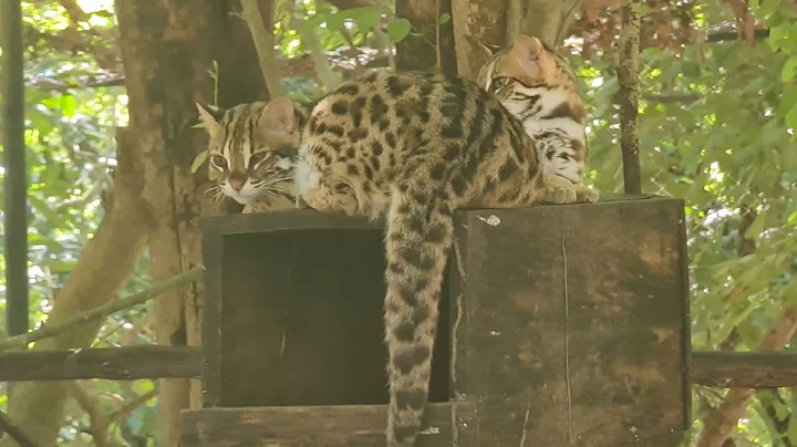 Video 6771421: beautiful asian leopard cat, cat kitten tiger, tiger cat cute, cat kitten dog animal, tiger funny cat