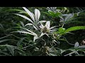 Here's how medical marijuana goes from plant to medicine