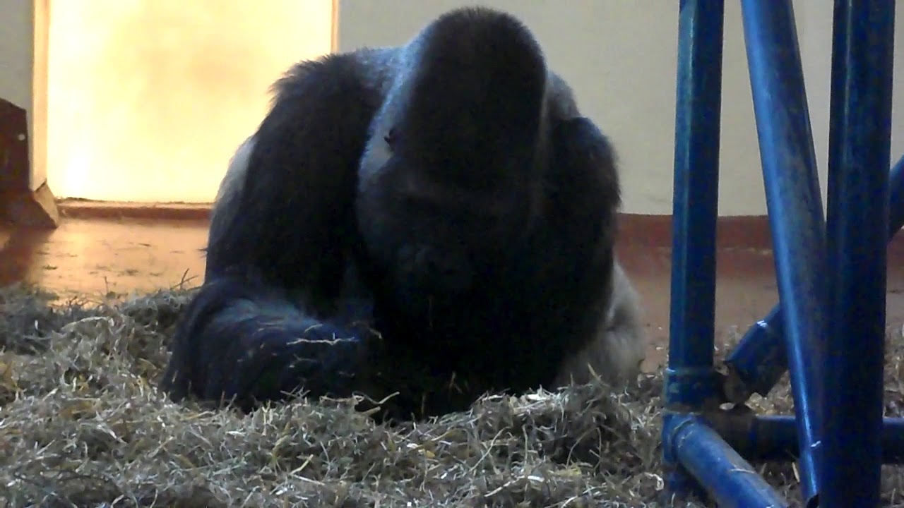 Gorilla Motuba, Philadelphia Zoo - YouTube