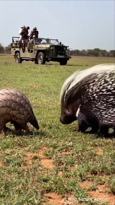 Pangolin vs Porcupine: The Spark Clash No One Expected! 💥🦔🐉 #Wildlife #Nature #Cinematic #Animals