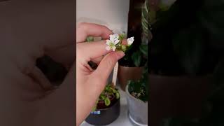 Venus Flytrap BLOOM POP!