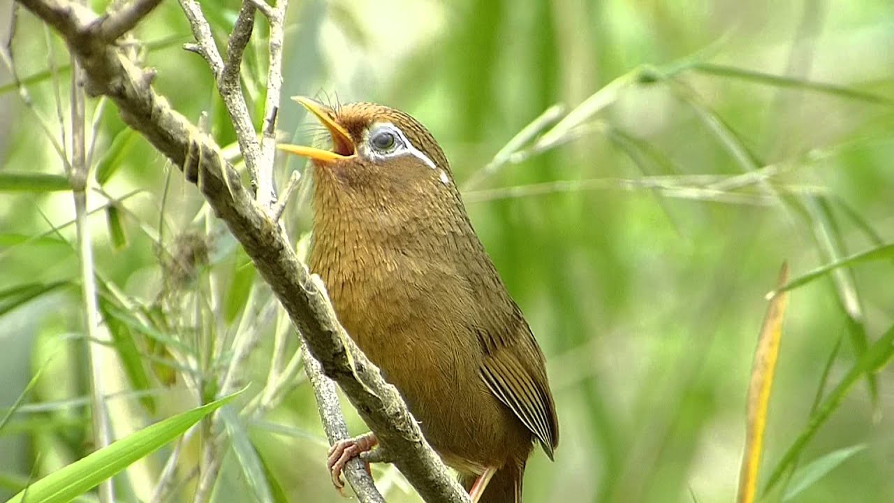 ガビチョウの鳴き声 特定外来生物 Youtube