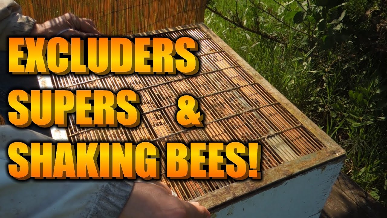 Honey Supers, Queen Excluders and Shaking Bees, Oh My!