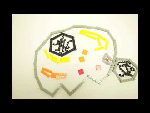 Hücreler - Yaşamın Lego Yapı Taşları!