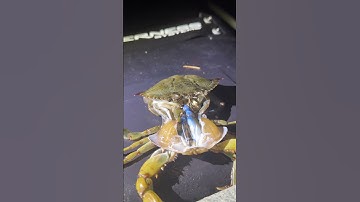 Timelapse of crab molting from its shell 😱                                               🎥 Viralhog
