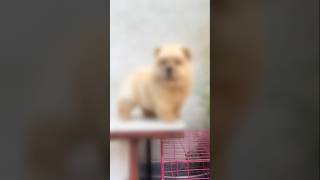 Cute Little Puppy’s Attitude