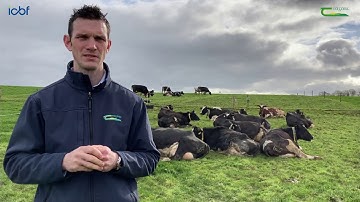 Managing late calving cows