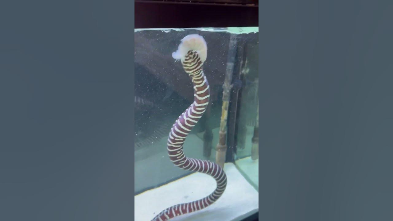 Zebra MORAY EEL Swallows Shrimp!!😱🦓 YouTube