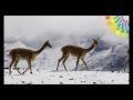 Ecuador Ama la Vida de los Andes a la Amazonia 4K