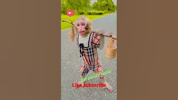 kawad yatra .Funny monkey.#shorts #shiv