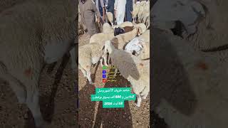 شاهد خروف 7 أشهر وصل 7ملايين و 600 ألف بسوق بوقطب 18 أوت 2026