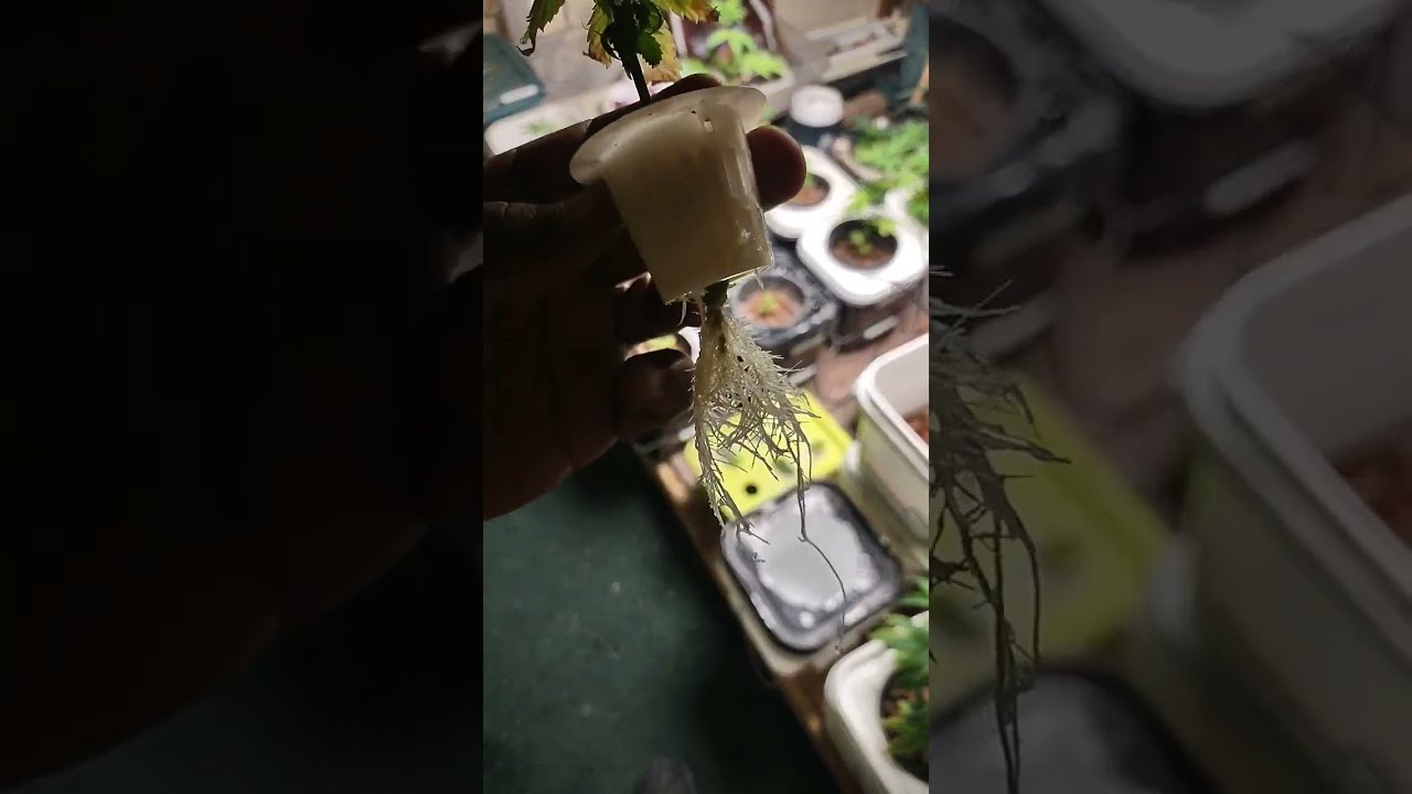 star dawg clone reveg