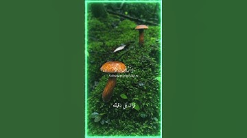 قران كريم ارح قلبك وسمعك #قران_في_دقيقة #المصحف #قرآن #ادريس_ابكر #quran @قران_في_دقيقة