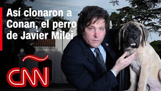 Milei y sus perros: el presidente de Argentina obtuvo 5 clones de Conan, confirmó CNN
