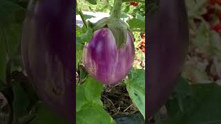 Growing Rosa Bianca Eggplants - So Pretty 