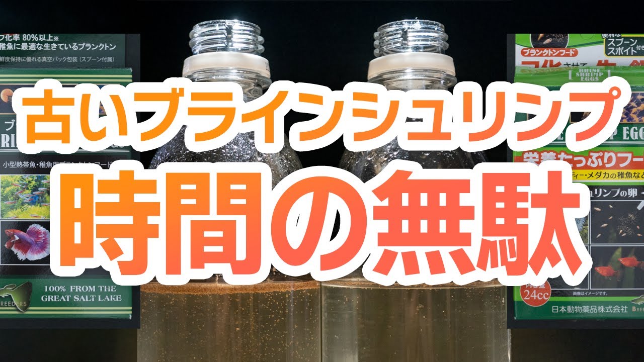 ブラインシュリンプ 未開封 1缶 オマケ付き ブラインシュリンプ 未開封