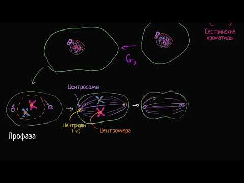 Митоз (видео 4)| Деление Клетки | Биология