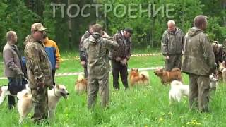 Городская Выставка охотничьих собак Сыктывкар 2017 Городская Выставка охотничьих собак Сыктывкар 2017